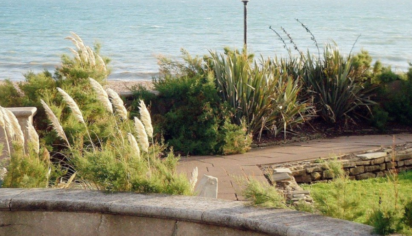 Taman pesisir dengan pasir pantai dan tanaman pantai